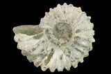 Bumpy Ammonite (Douvilleiceras) Fossil - Madagascar #134175-1